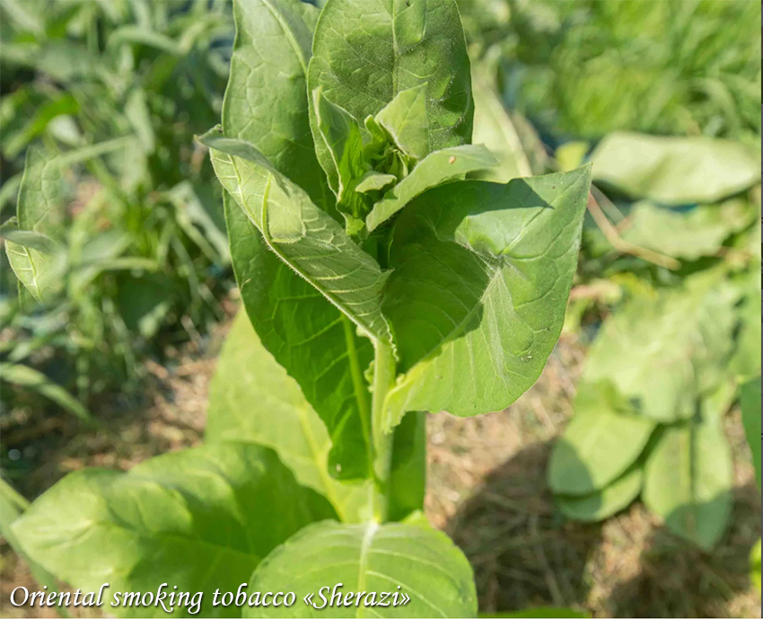 Oriental smoking tobacco Sherazi, Восточный курительный табак Шерази